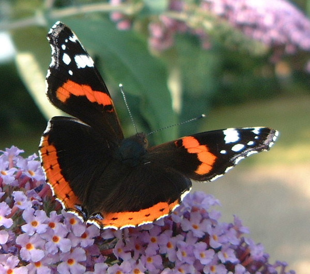 Nymphalidae