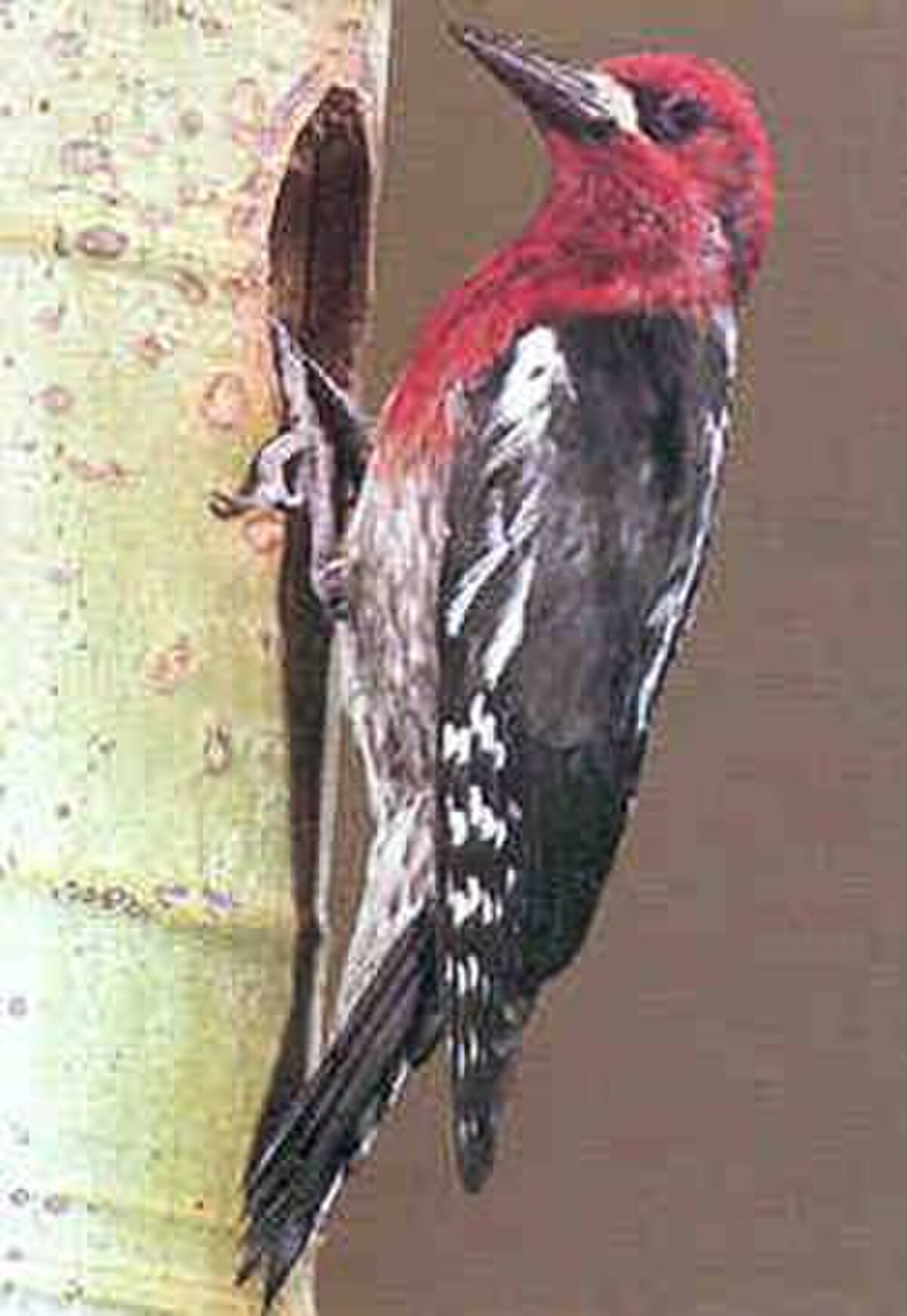 Pic à poitrine rouge