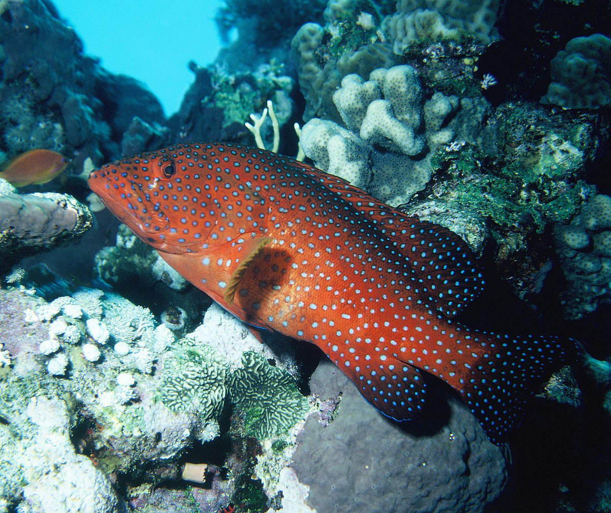 Cephalopholis