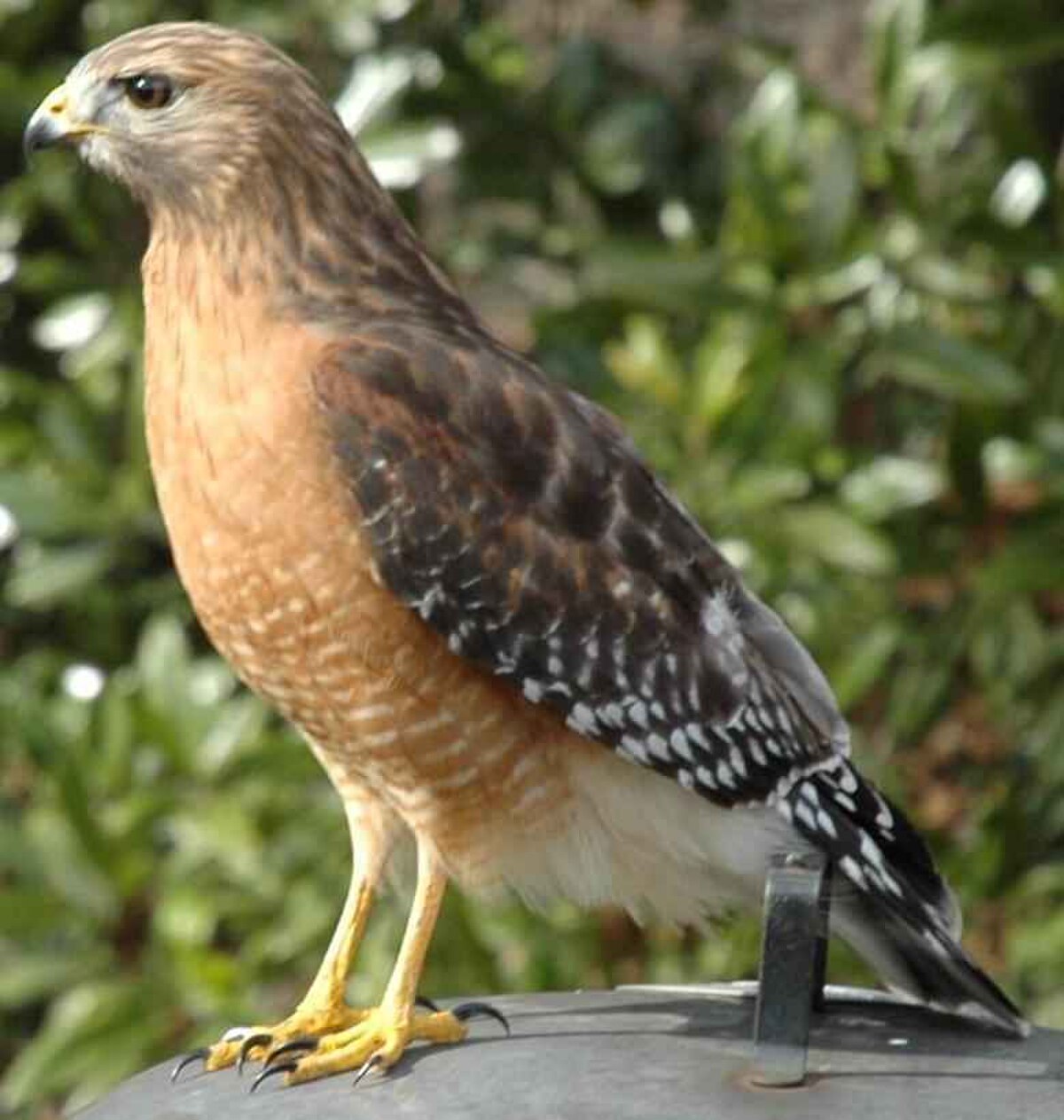 Buteo