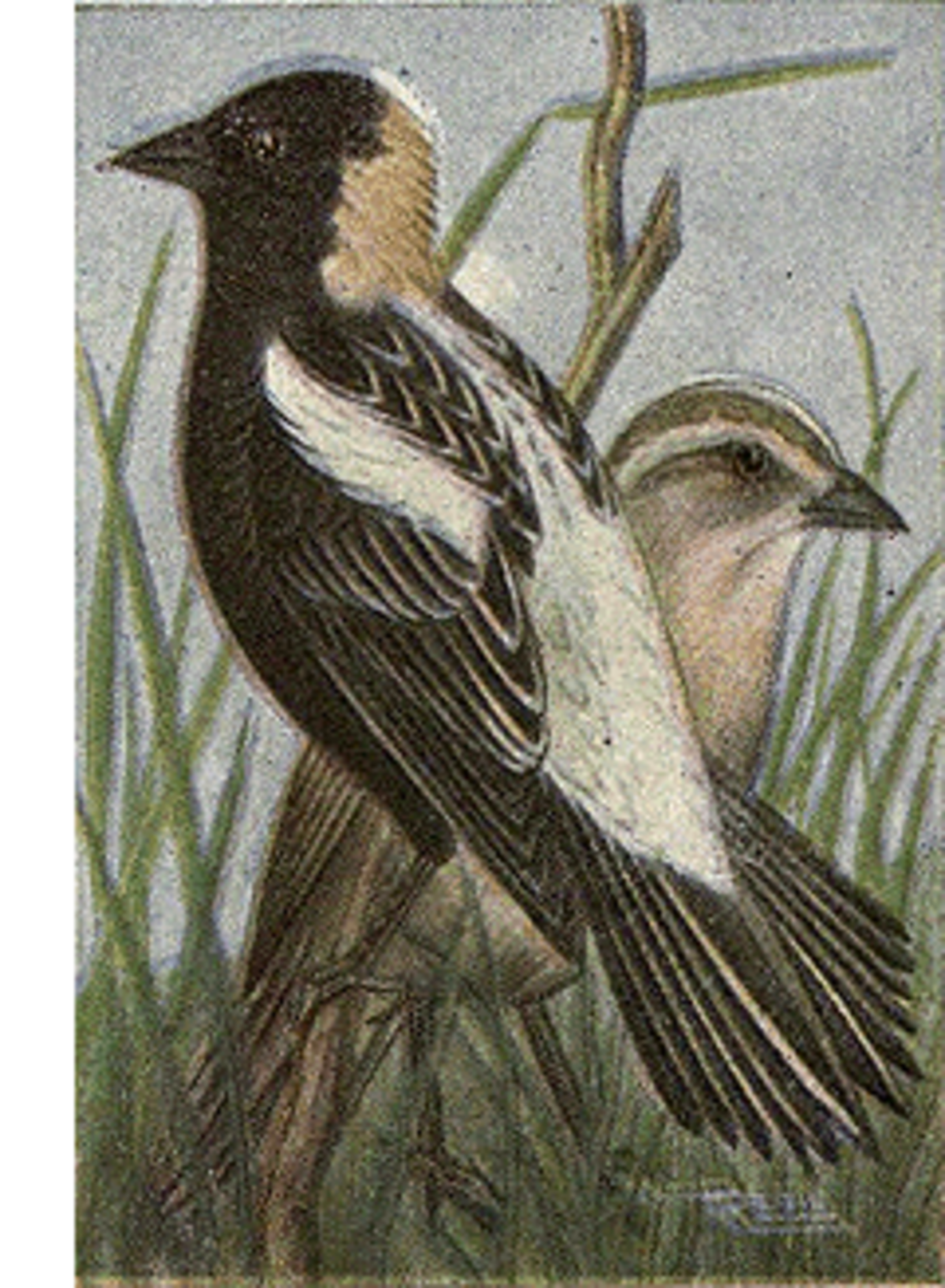 Reed-bobolink.png