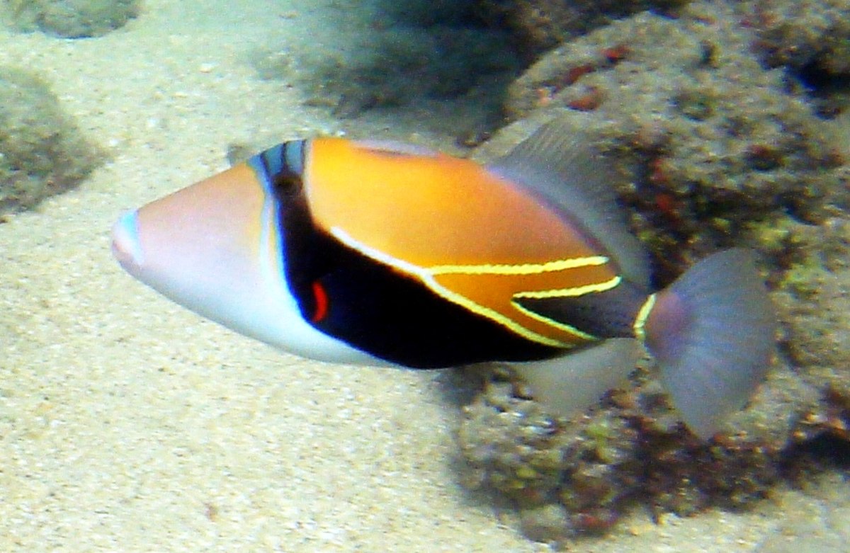 Baliste écharpe