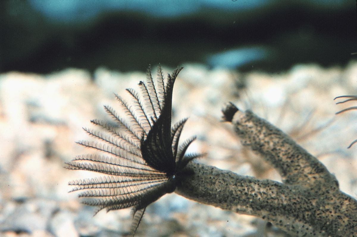 Reef0200.jpg