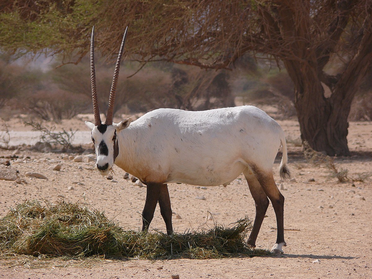 Oryx d'Arabie
