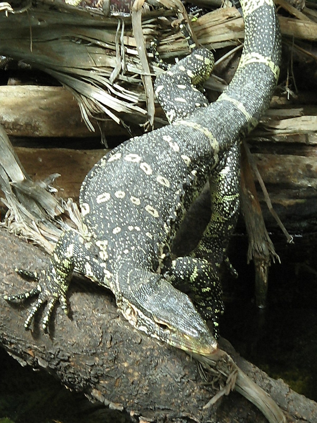 Varan du Nil