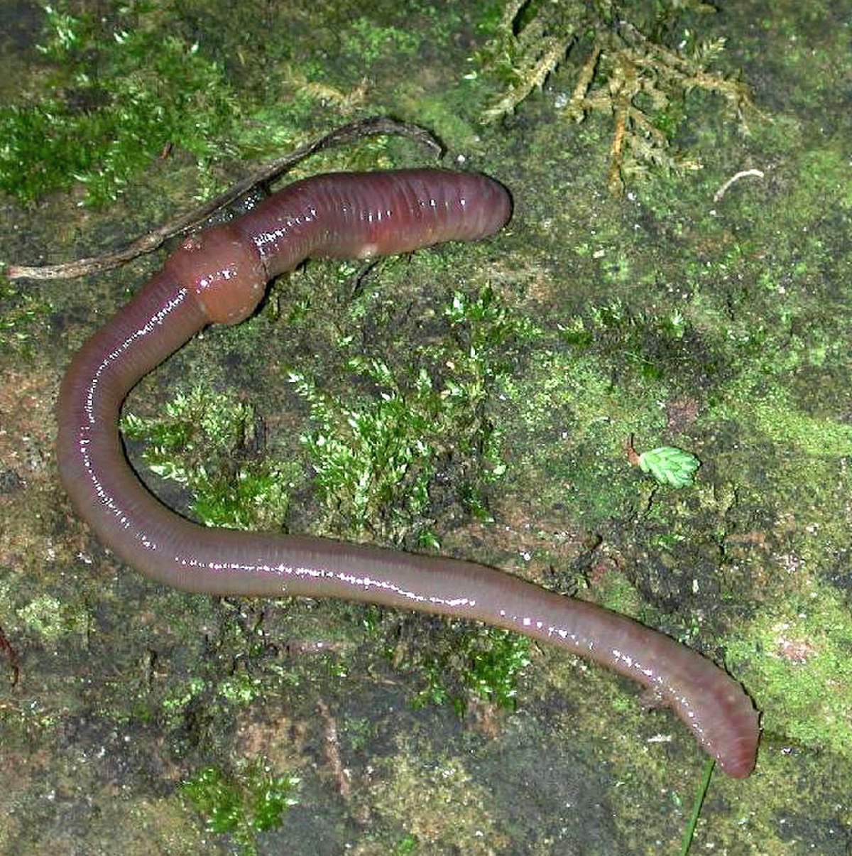 Haplotaxida