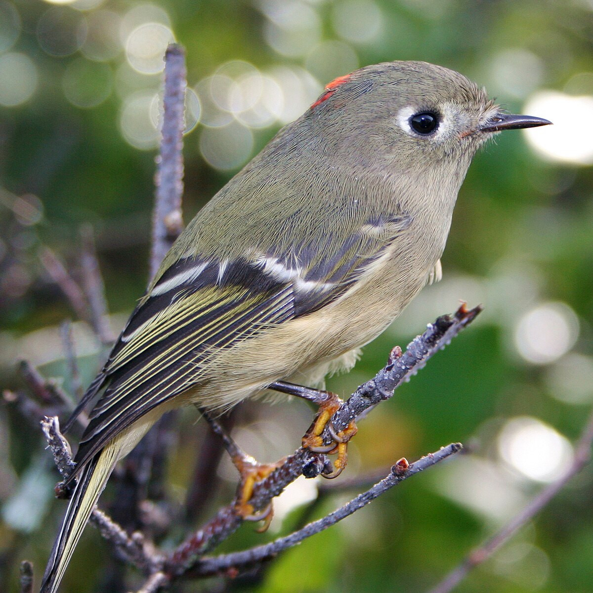 Roitelet à couronne rubis