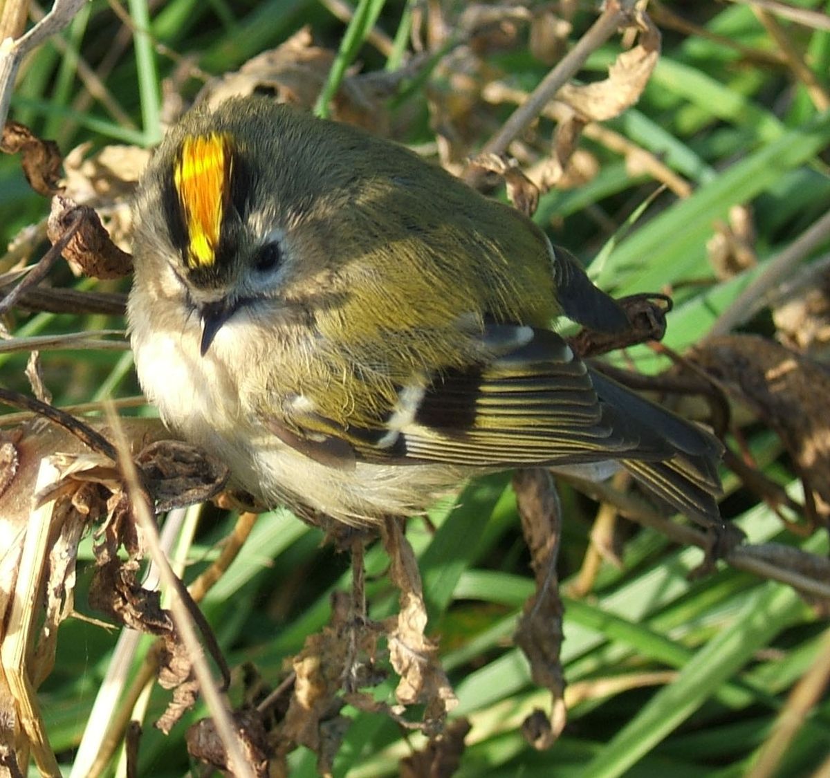 Regulidae