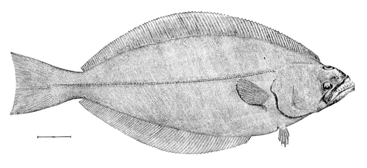 Reinhardtius