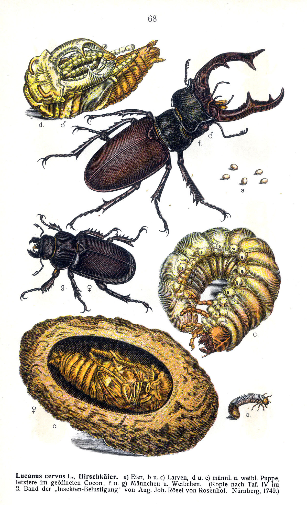 Reitter lucanus cervus.jpg