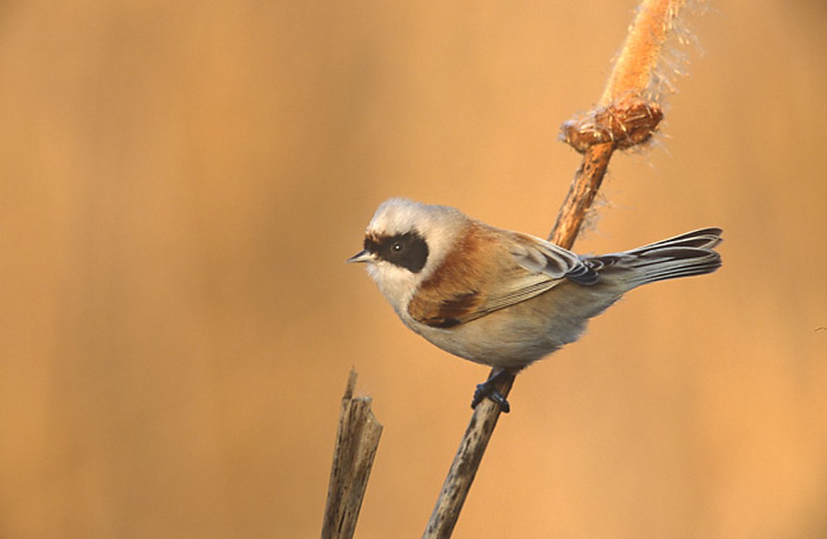 Rémiz penduline