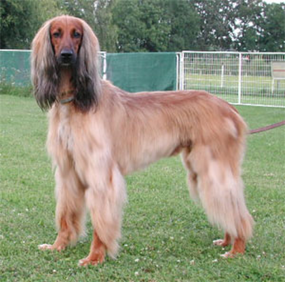 Rennafghane.jpg