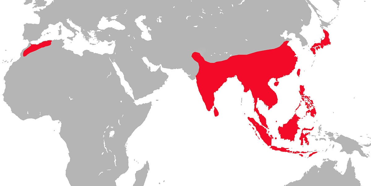 Répartition mondiale des macaques.jpg