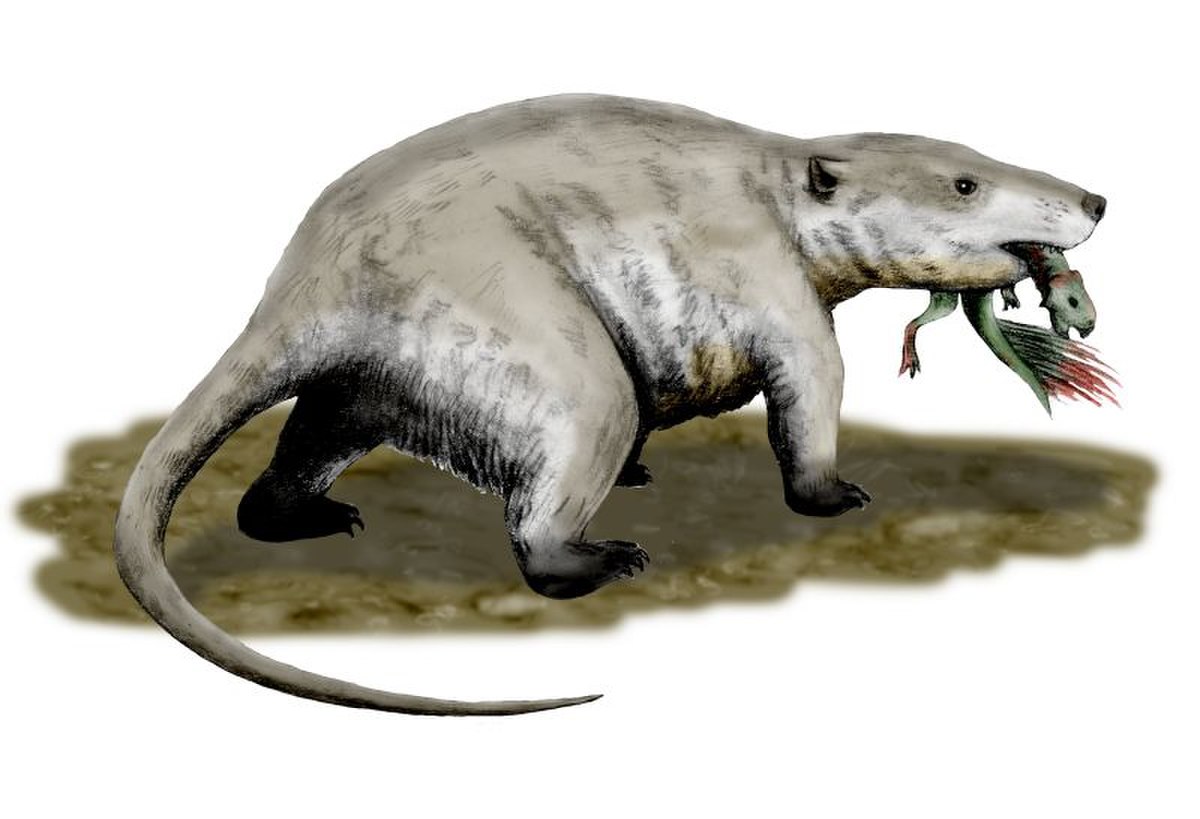 Triconodonta