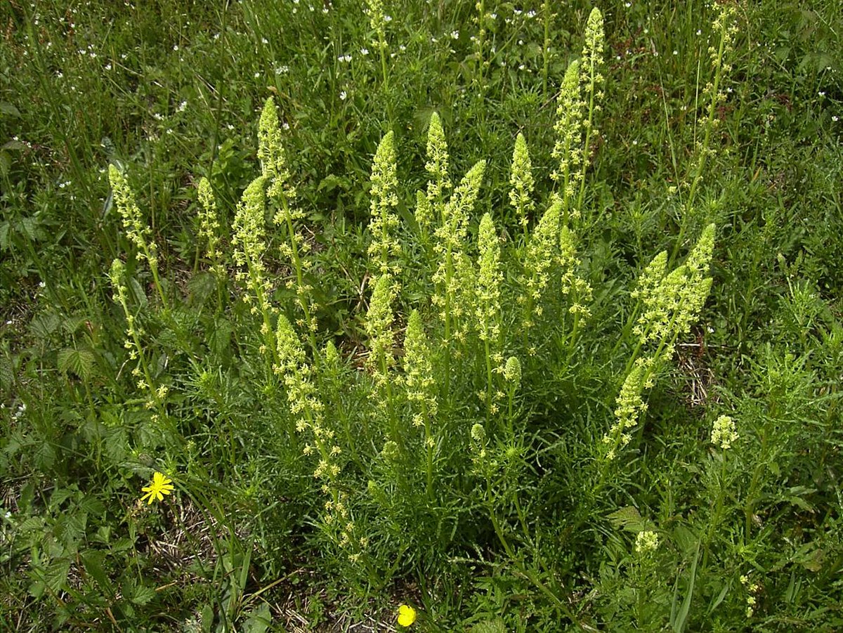 Réséda jaune