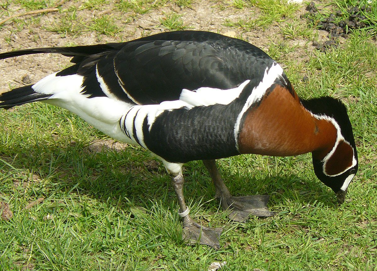 Réserve zoologique de Sauvage