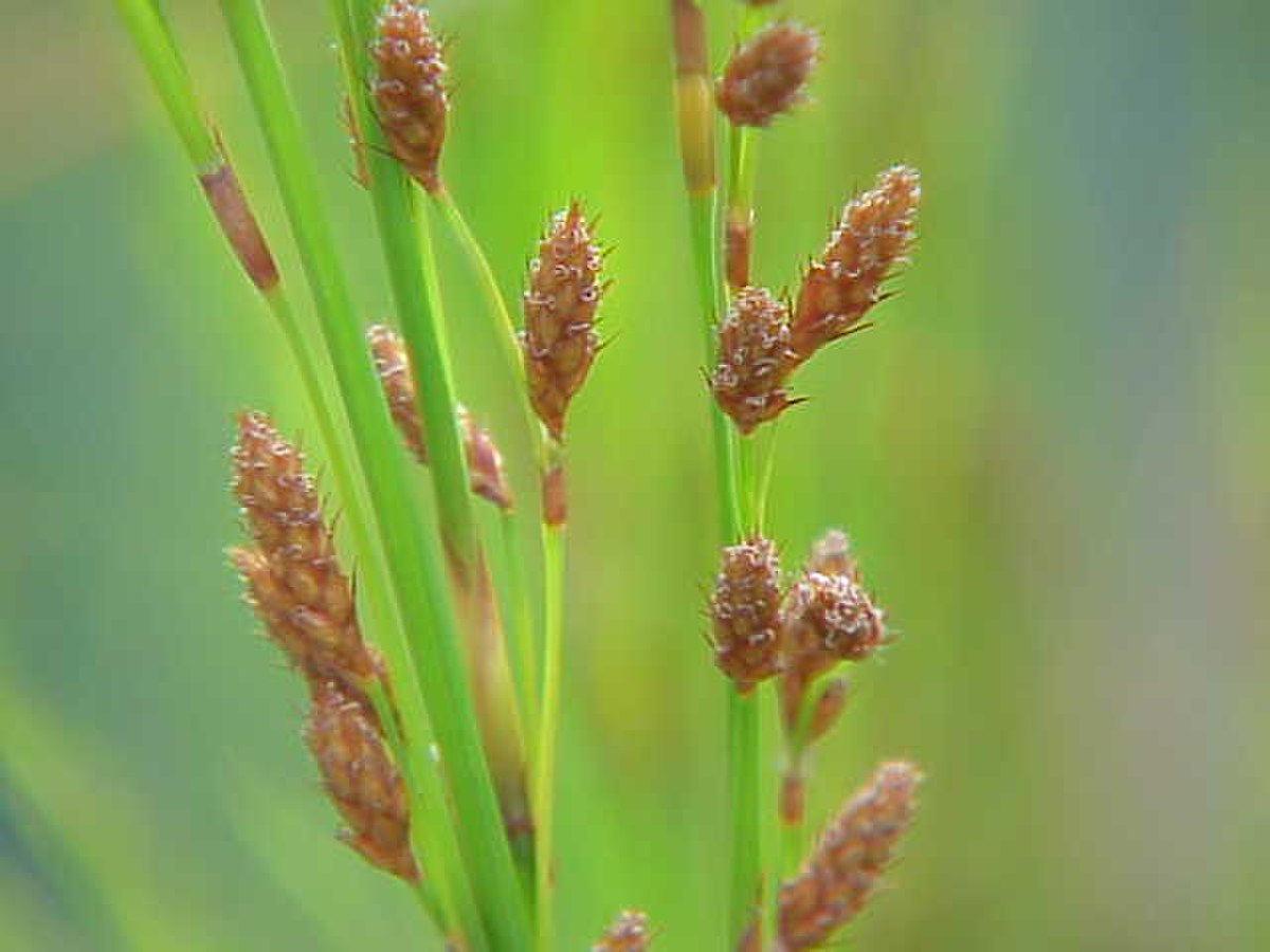 Restionaceae