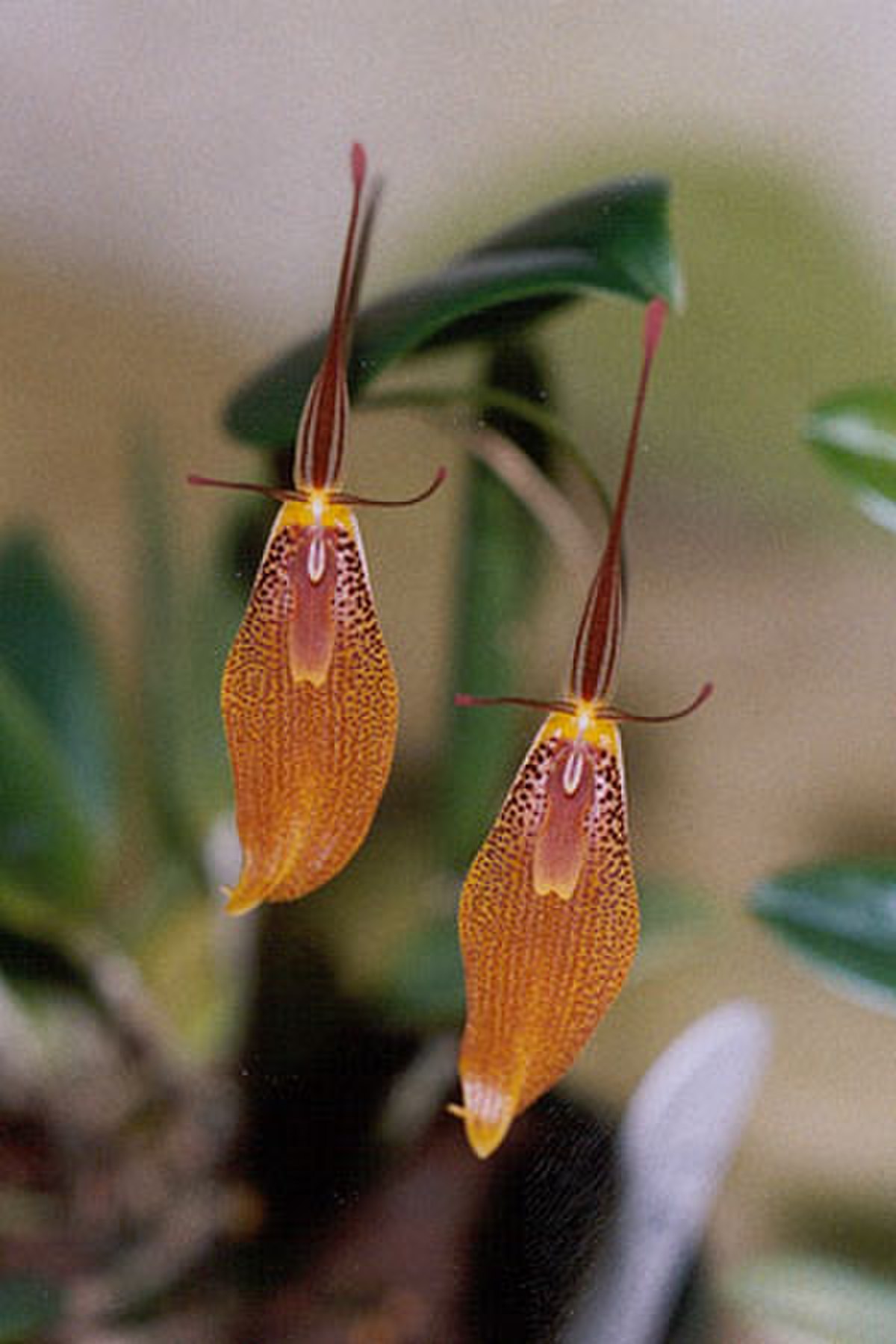 Restrepia