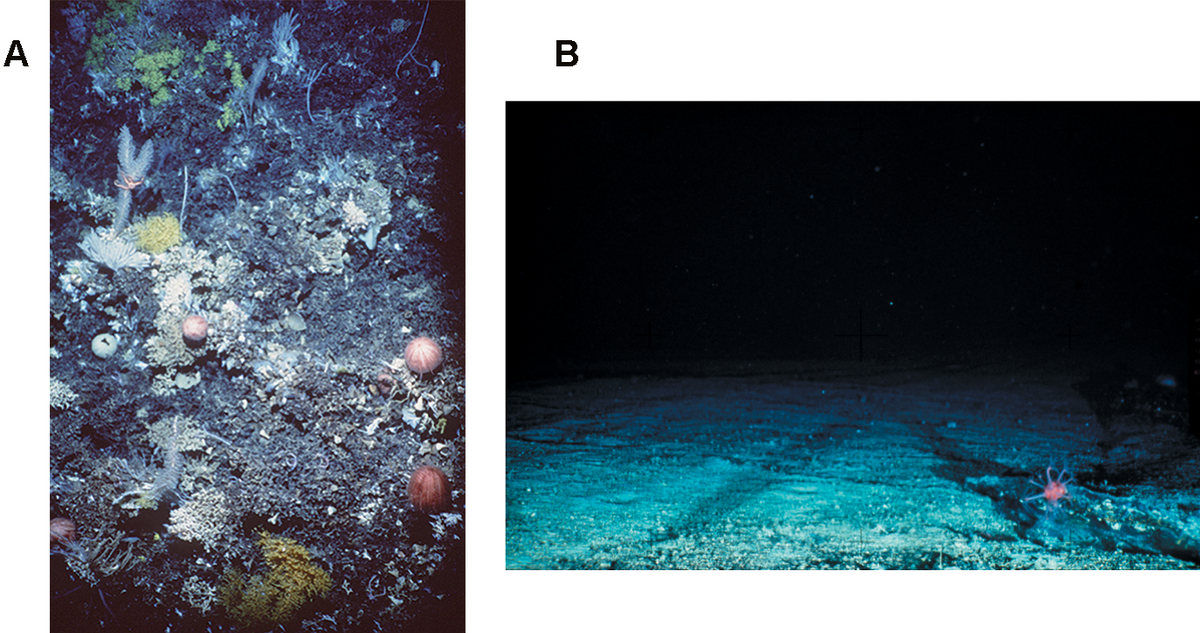 La turbidité, par mise en suspension de sédiments n'est pas le seul problème posée par le chalut de fond. La photographie sous-marine montre que les impacts du chalutage sont importants, même à grande profondeur; A : substrat corallien non chaluté. B: Substrat chaluté, à même profondeur (plus de 1000 m)