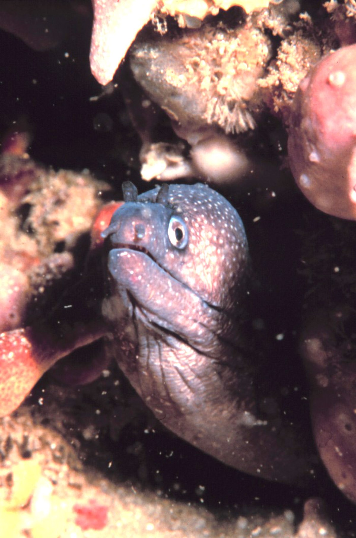 Gymnothorax