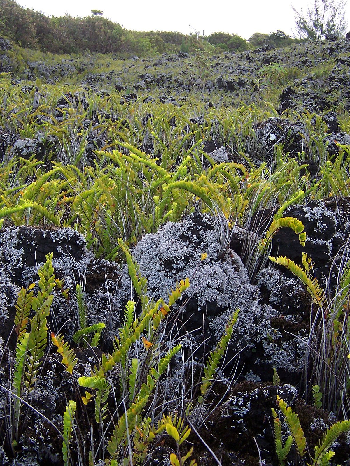 Éruption du Piton de la Fournaise en 1986