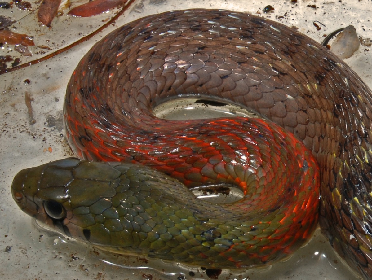 Rhabdophis subminiatus
