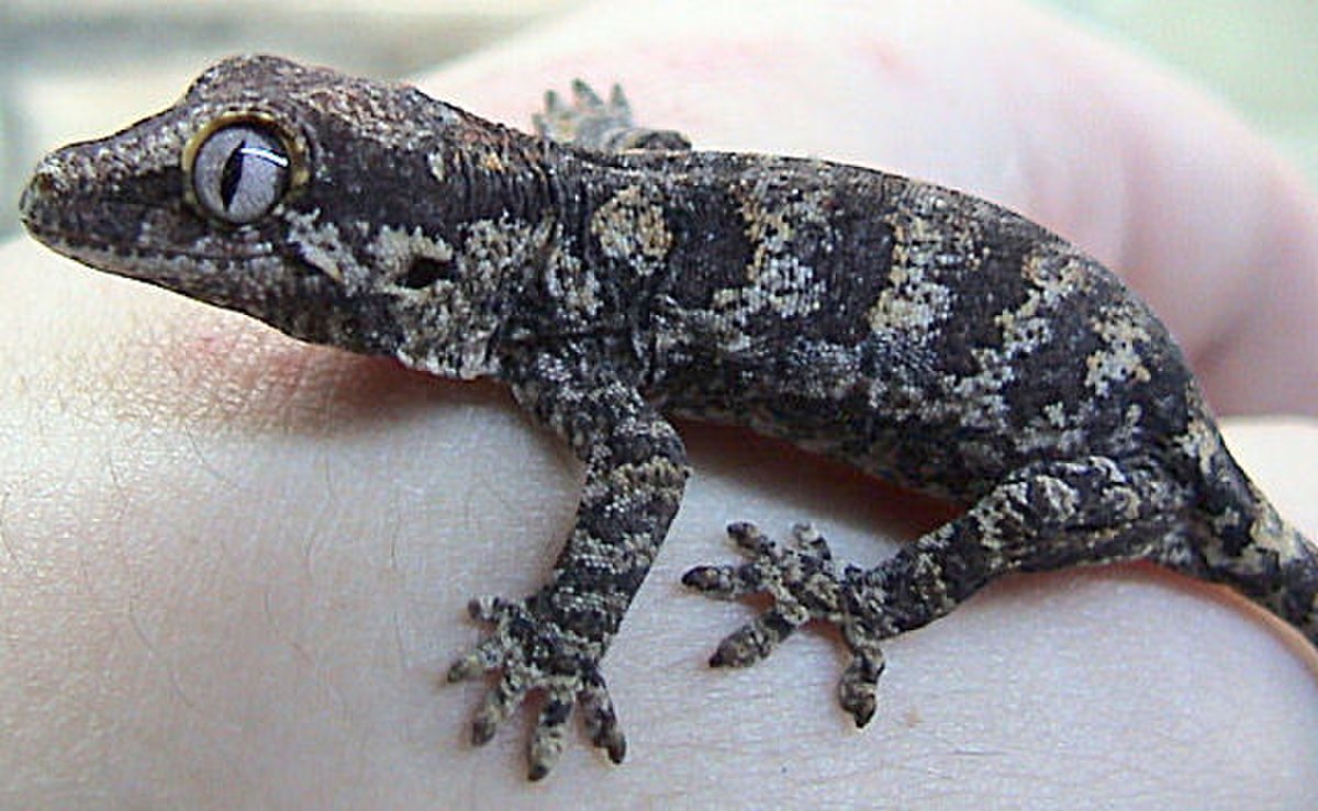 Rhacodactylus auriculatus
