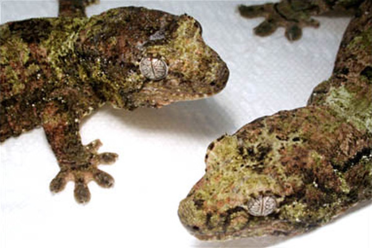 Rhacodactylus chahoua