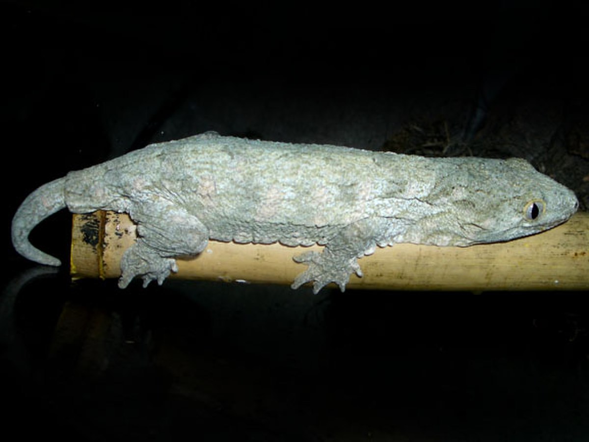 Rhacodactylus leachianus