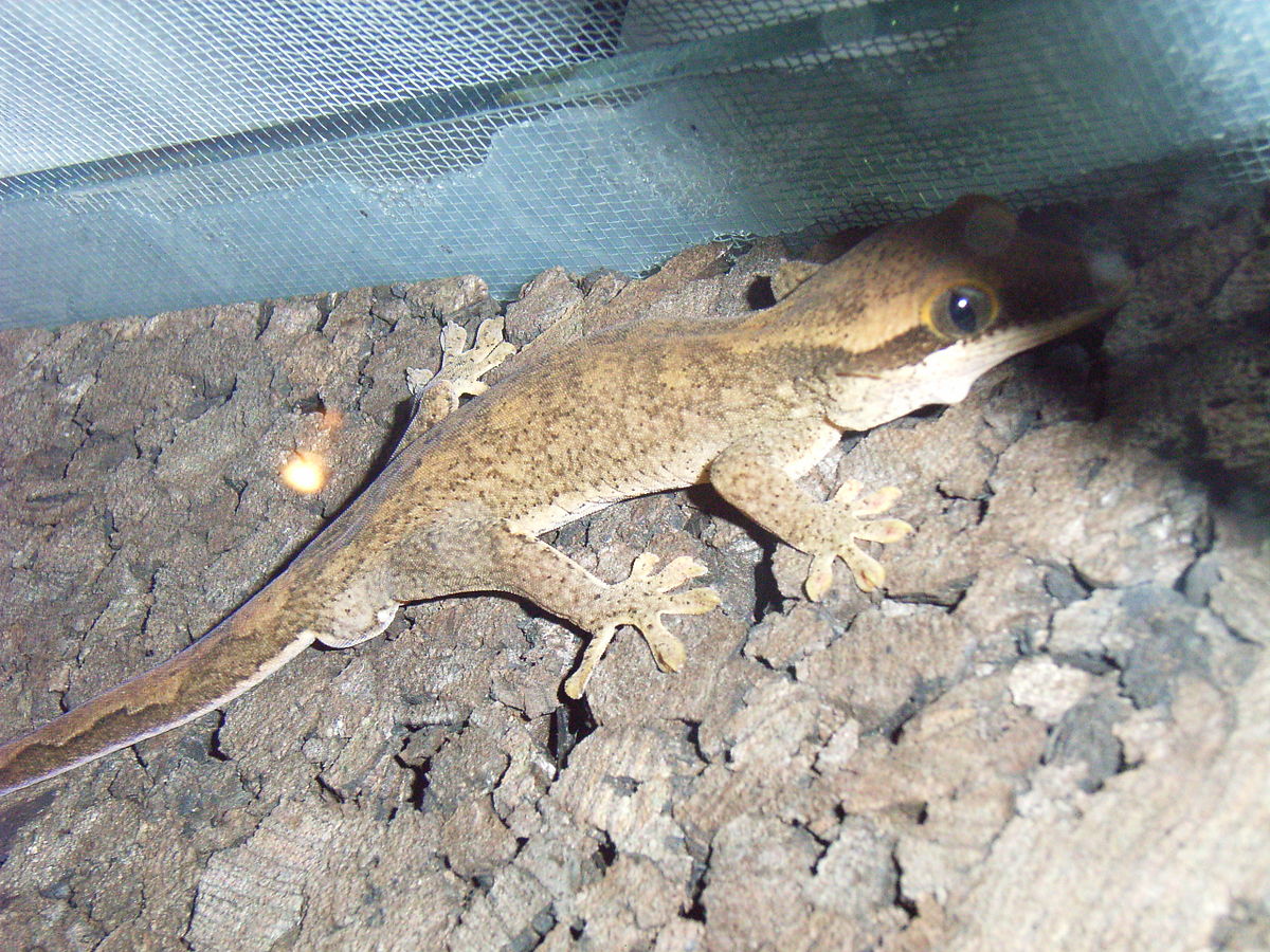 Rhacodactylus sarasinorum
