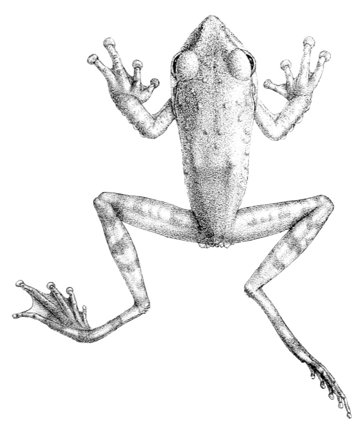 Rhacophorus appendiculatus