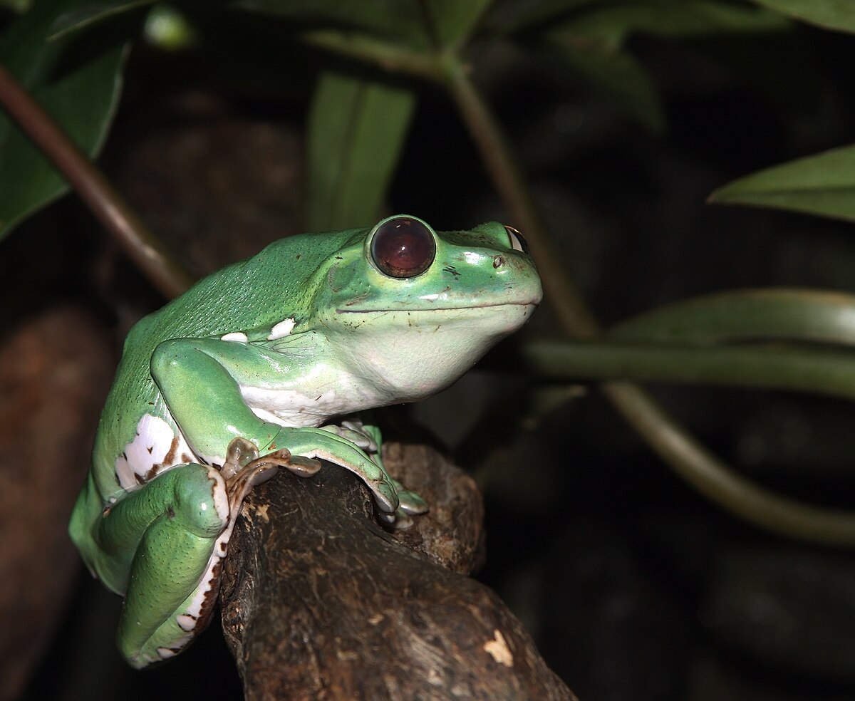 Rhacophorus dennysi