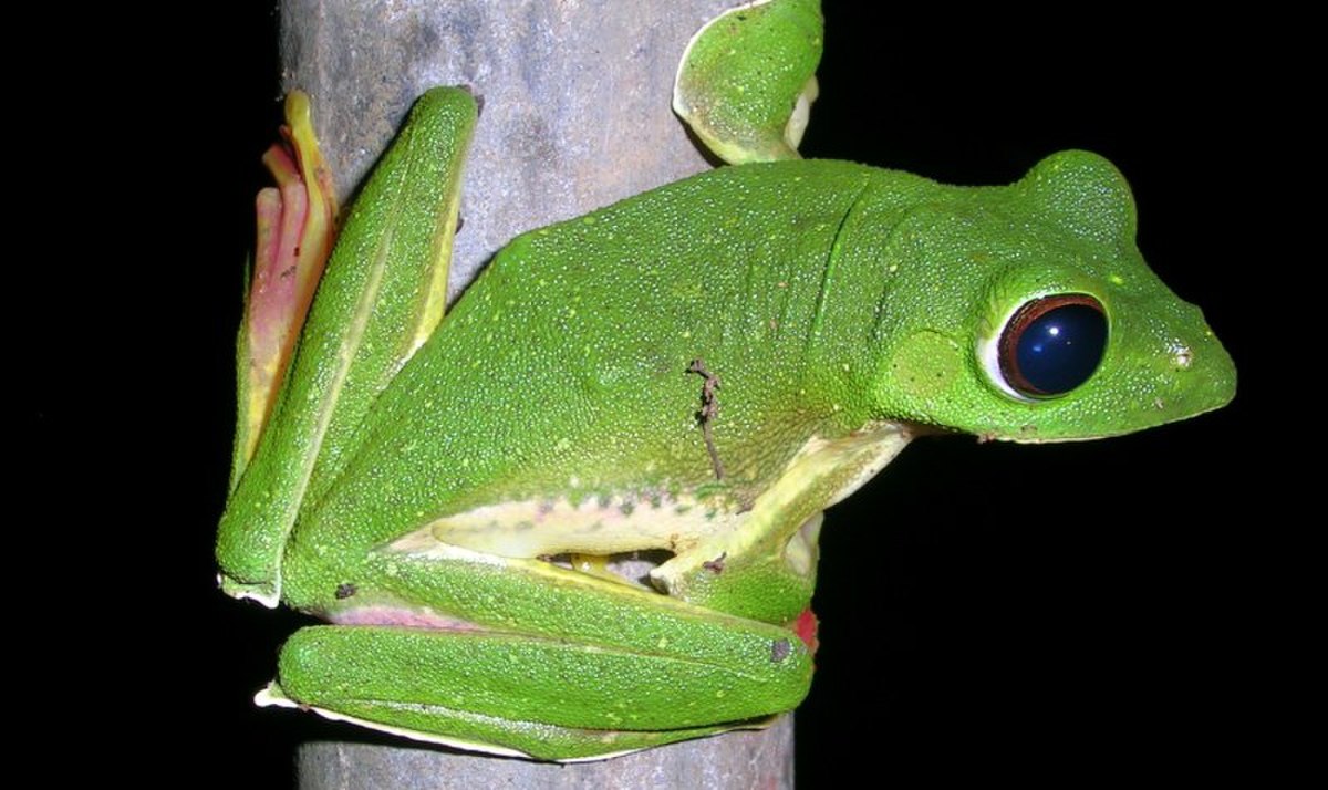 Rhacophorus