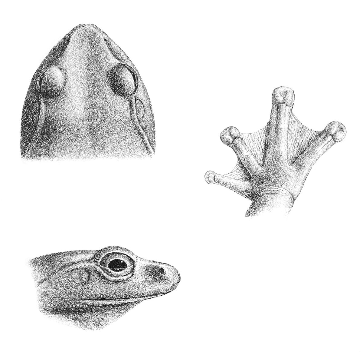 Rhacophorus maximus