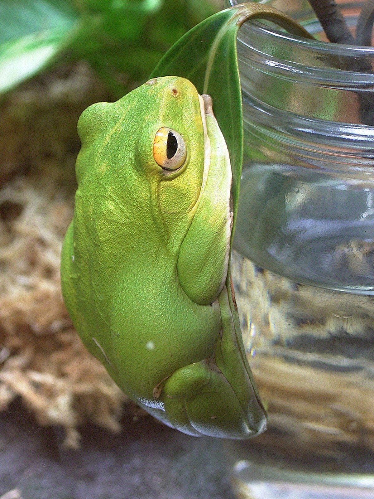Rhacophorus owstoni
