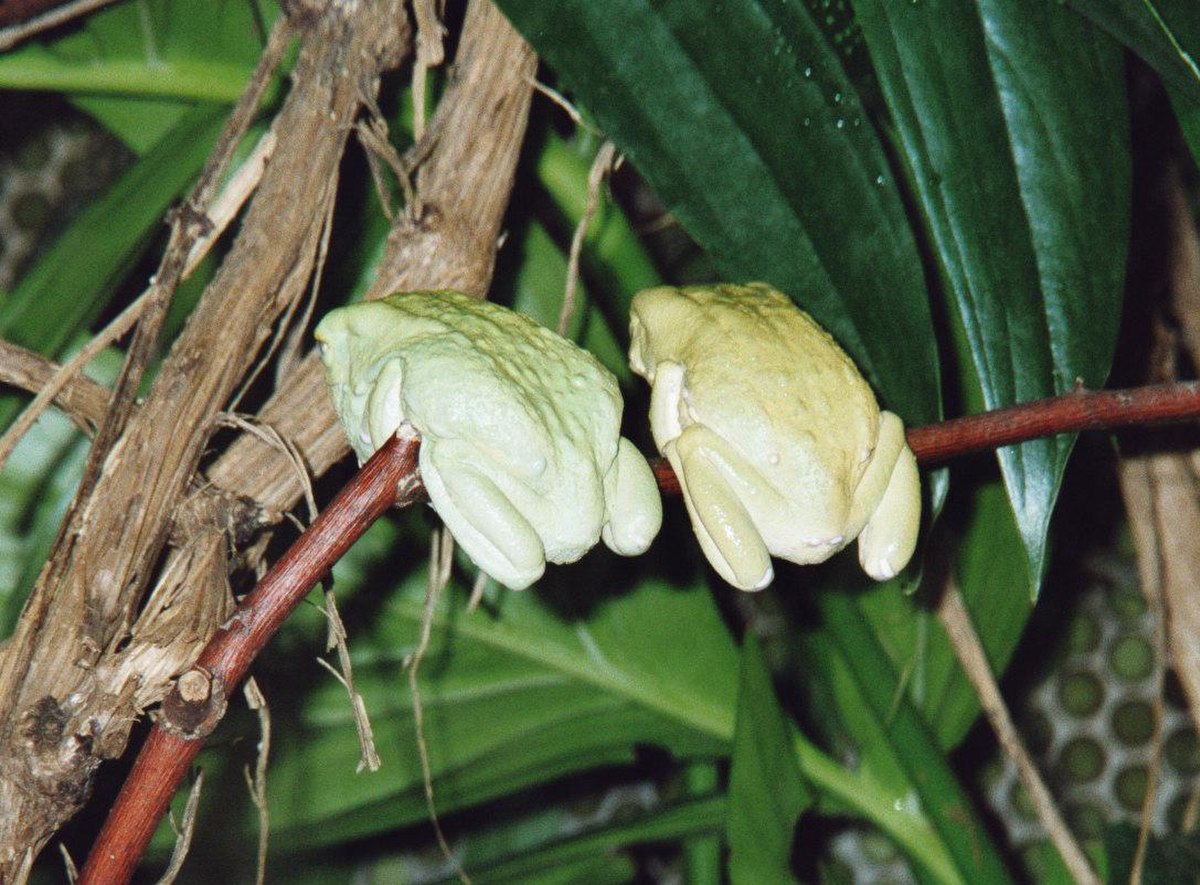 Rhacophorus reinwardtii