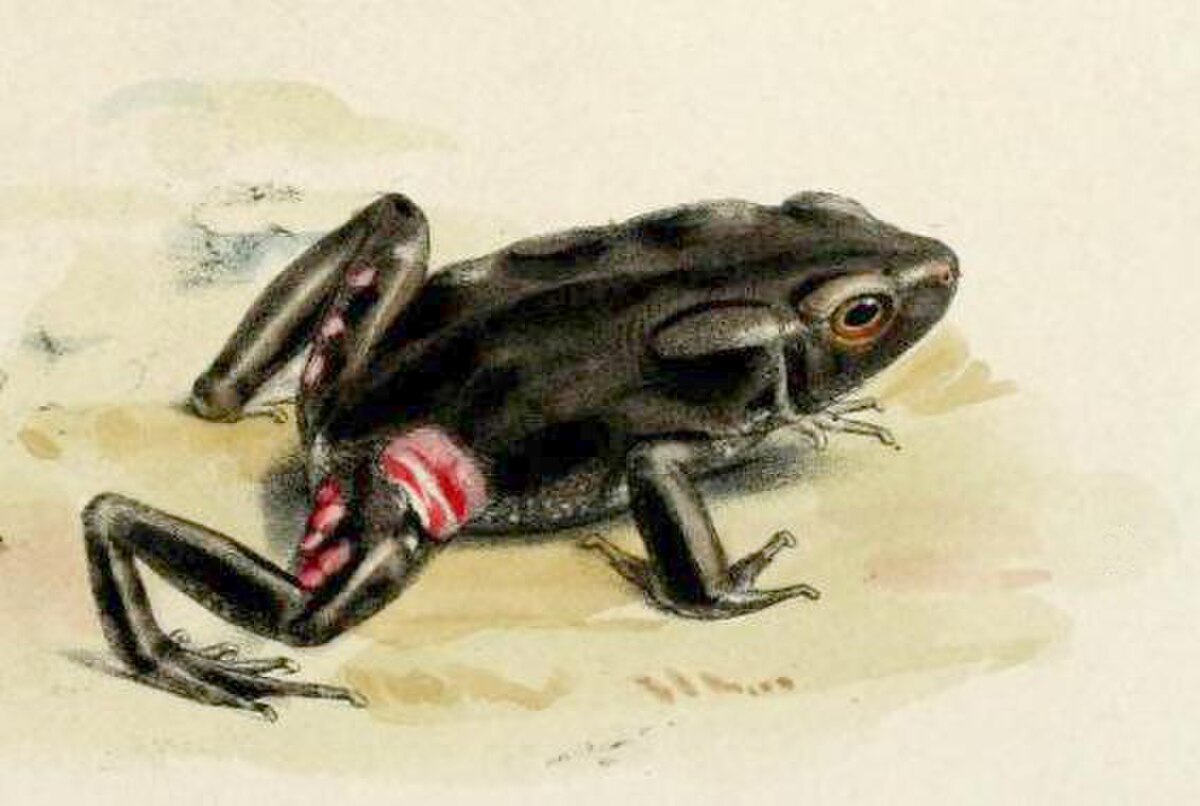 Rhaebo glaberrimus