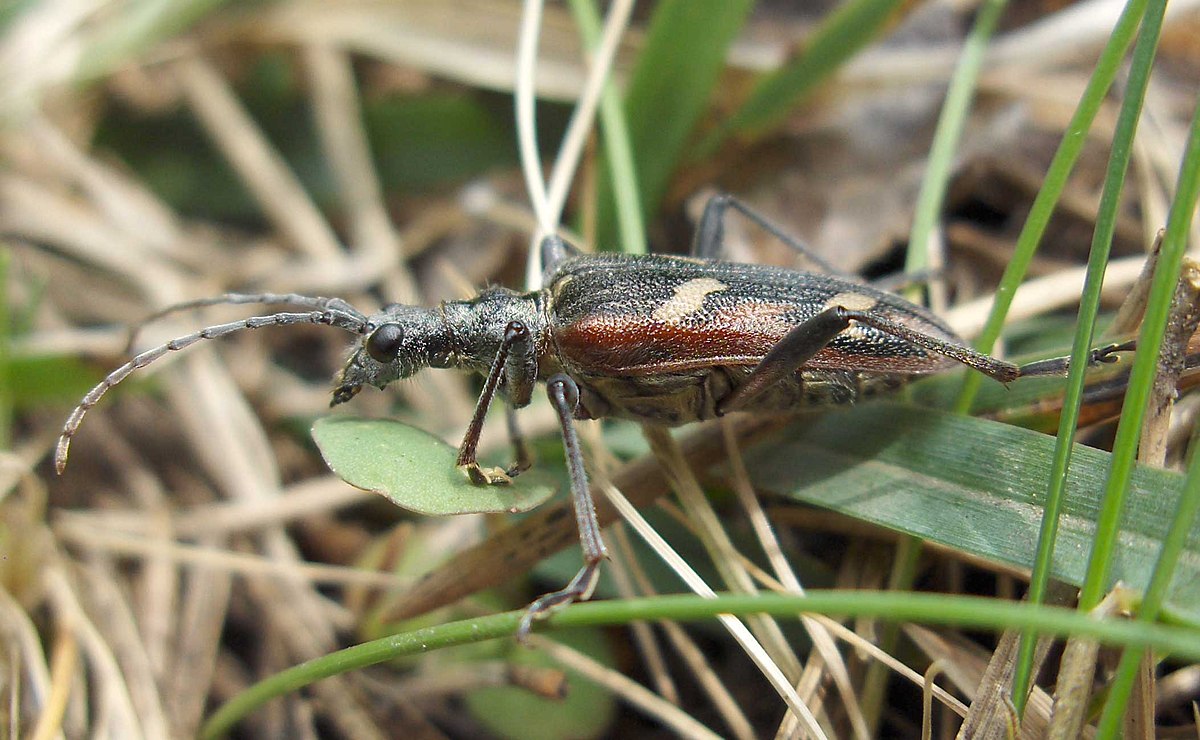 Rhagiini
