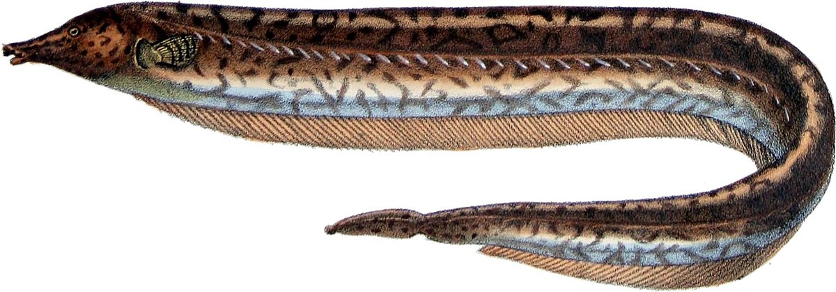 Rhamphichthyidae
