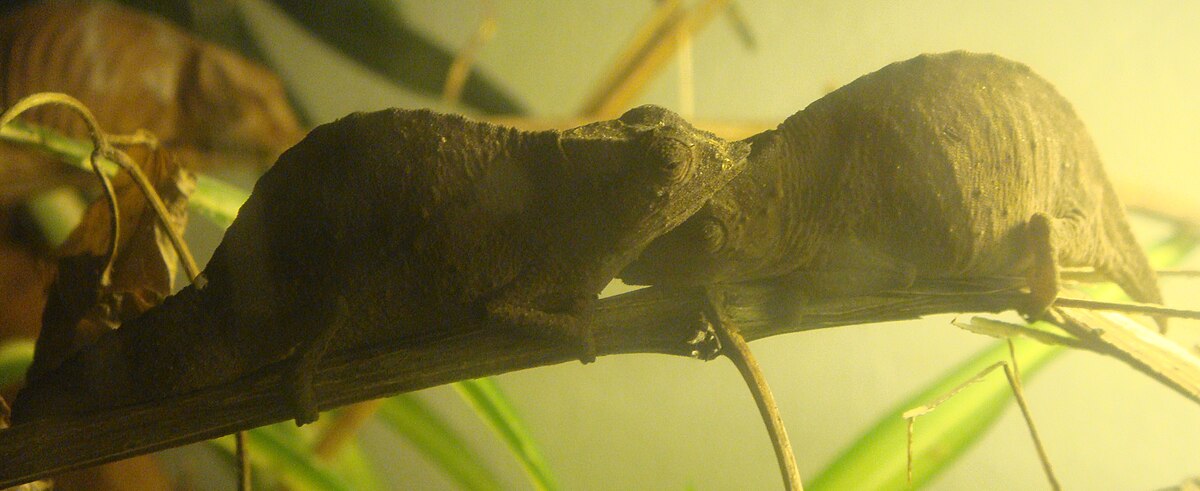 Rhampholeon temporalis