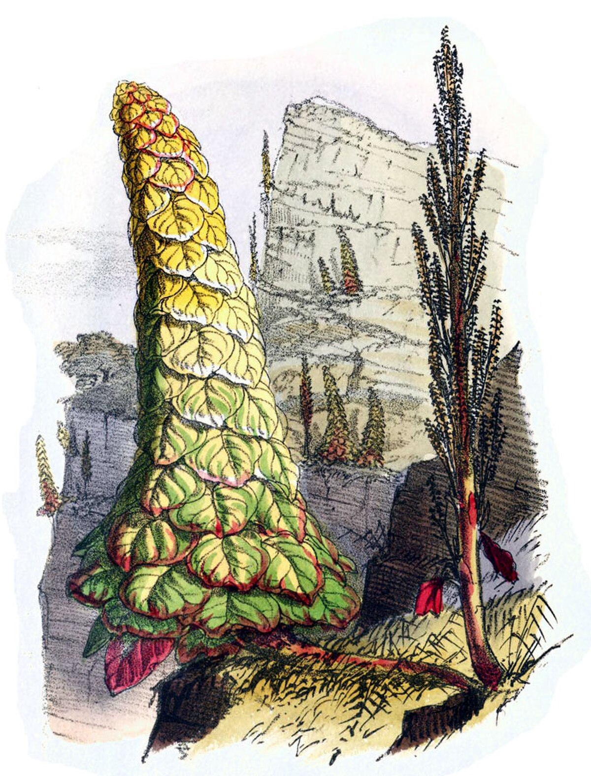 Rheum nobile scene.jpg