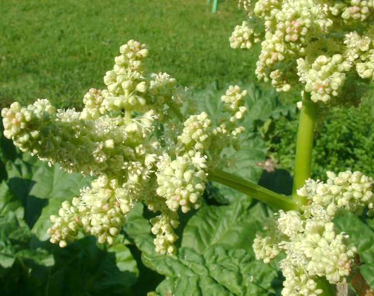 Détail inflorescence