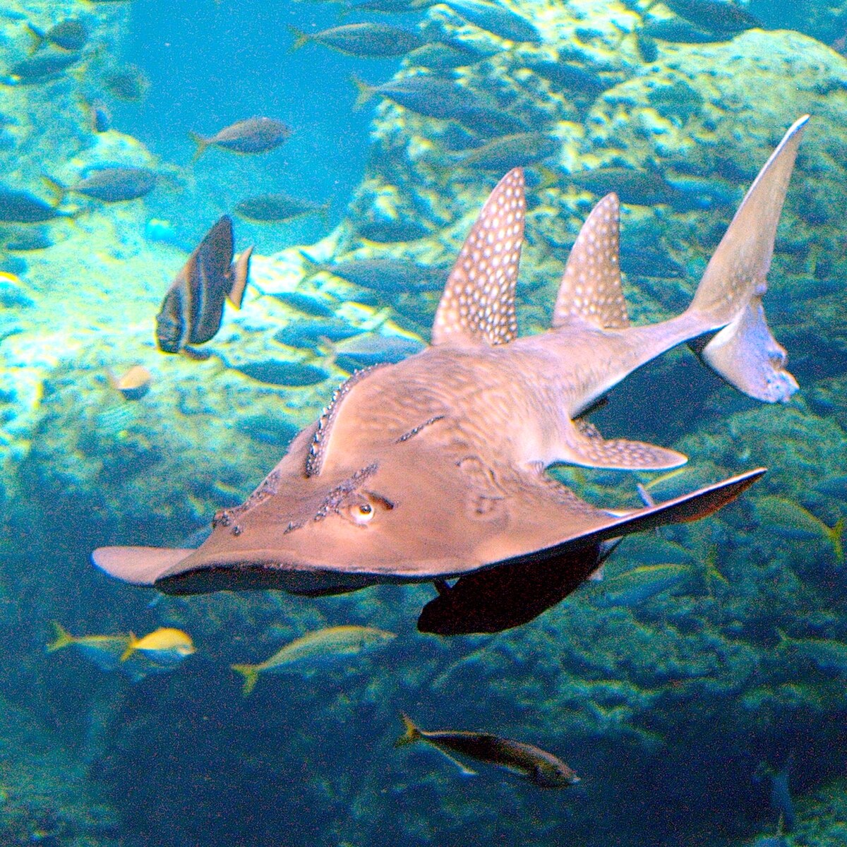 Rhina ancylostoma