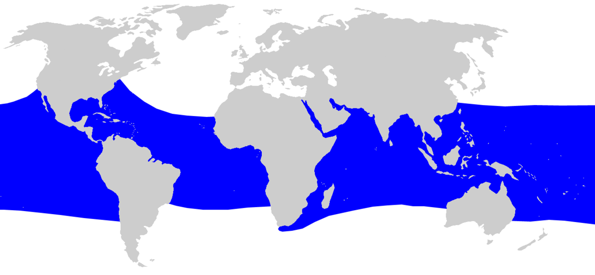 Rhincodon typus distmap.png