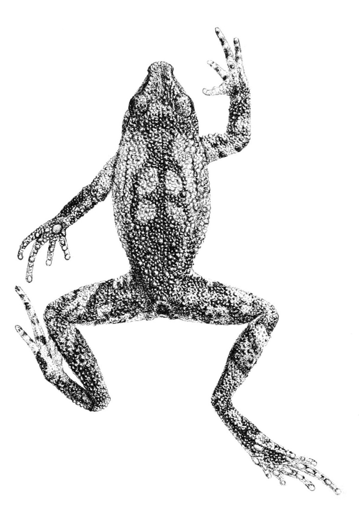 Rhinella boulengeri