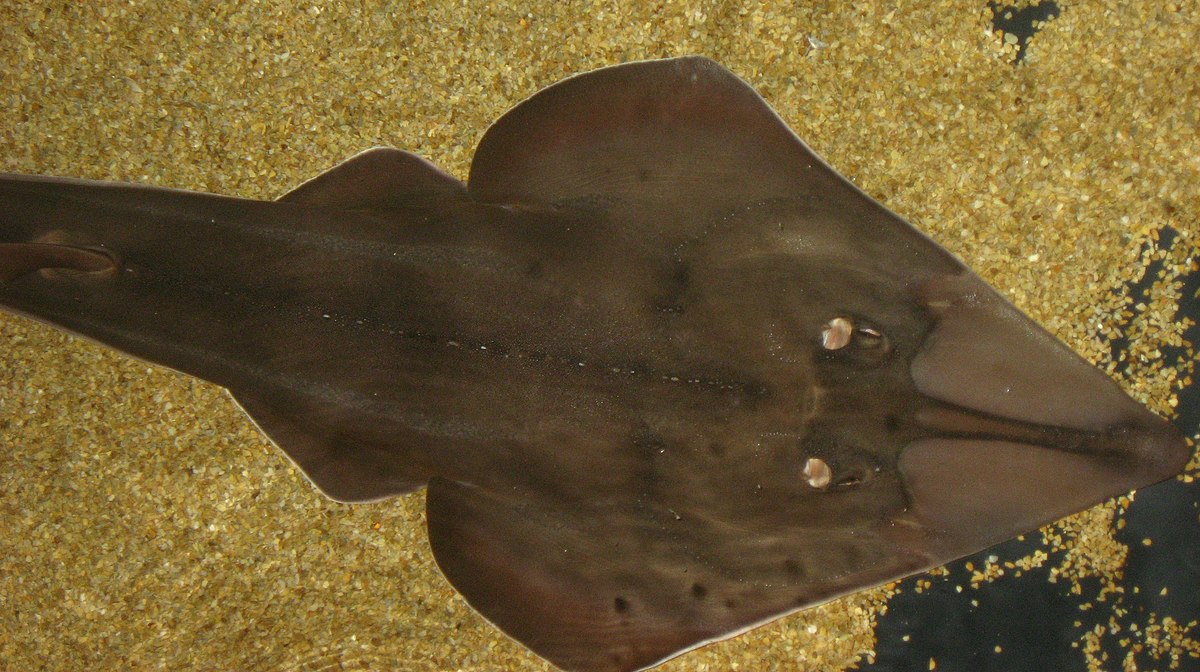Rhinobatos