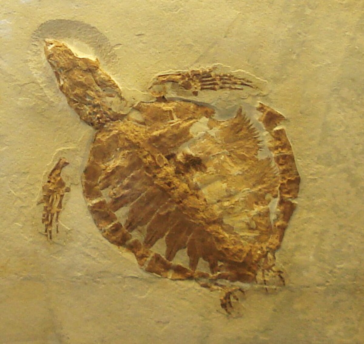 Rhinochelys
