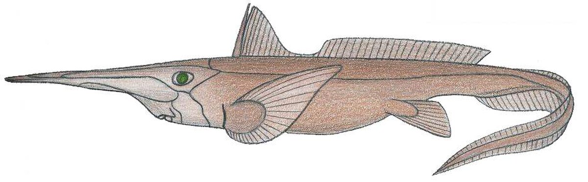 Rhinochimaera