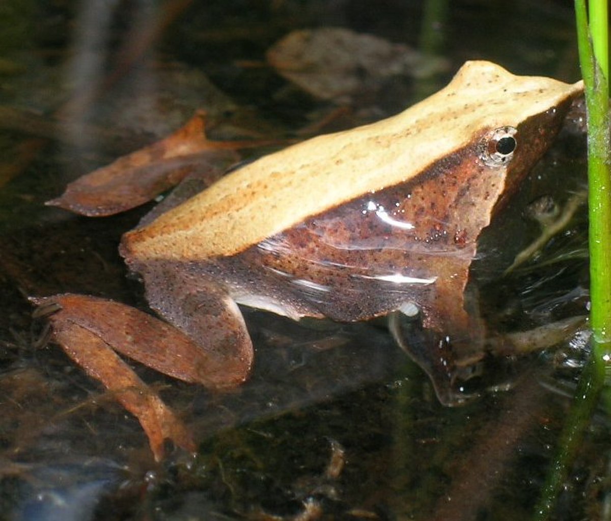 Rhinoderma