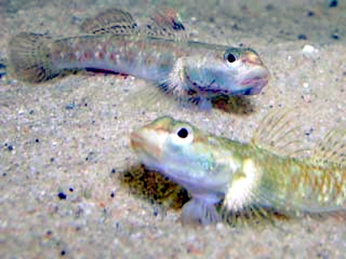 Rhinogobius duospilus